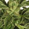семена конопли в фирменной упаковке Auto Taiga #2 feminised Dutch Passion Seeds