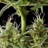 заказ семян конопли Спб Auto Lemon CBD feminised Philosopher Seeds заказ семян конопли Спб Auto Lemon CBD feminised Philosopher Seeds