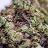 купить семена конопли Blueberry feminised
