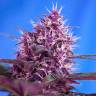 заказ семян конопли Blueberry feminised