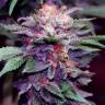 семена конопли наложенным платежом Blueberry feminised