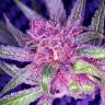 семена конопли почтой Blueberry feminised