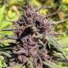 заказать качественные семена конопли Blueberry feminised