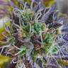 хорошие семена конопли Blueberry feminised