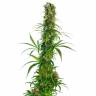 семена конопли курьером Brazil Sativa feminised