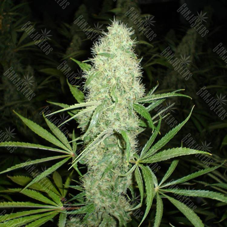конопля семена сорта заказать Brazil Sativa feminised