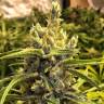 семена конопли сорта сатива Brazil Sativa feminised