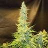 семена конопли для выращивания Northern Lights x AK feminised