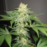 семена индийской конопли Chill-OM regular Mandala Seeds