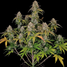 купить семена конопли Auto Chemdawg feminised