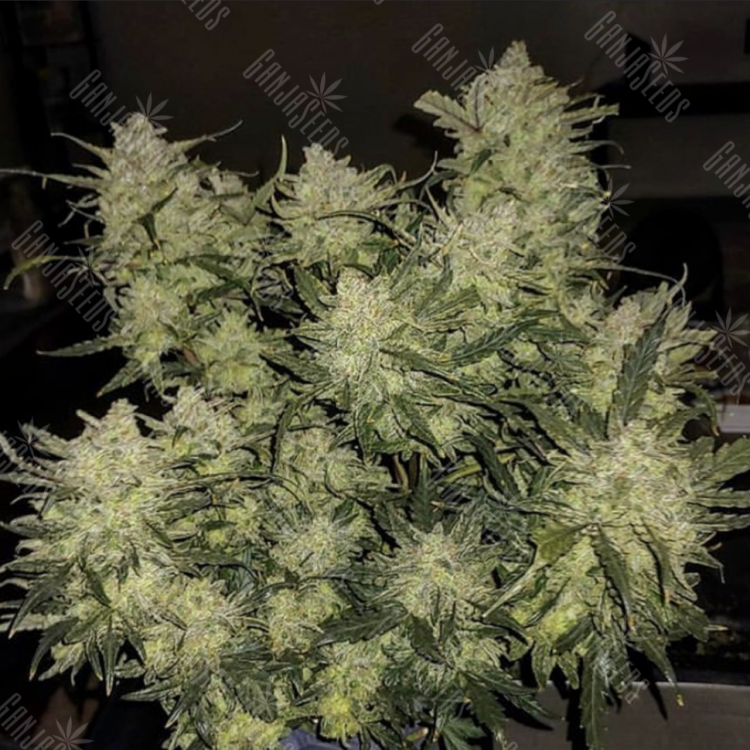 заказать семена конопли в рф Auto Chemdawg feminised