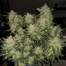 заказать семена конопли в рф Auto Chemdawg feminised