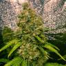 семена конопли в фирменной упаковке Auto Jasybay feminised Bang Seeds семена конопли в фирменной упаковке Auto Jasybay feminised Bang Seeds