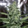 конопля семена сорта заказать Nibiru-47 regular Ganja Seeds