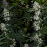 семена конопли курьером Nibiru-47 regular Ganja Seeds