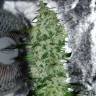 семена индийской конопли Nibiru-47 regular Ganja Seeds