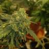 конопля семена сорта заказать Auto Baby Boom feminised Kannabia Seeds