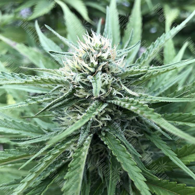 мощные семена конопли Northern Light feminised Nirvana Seeds
