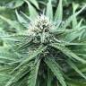мощные семена конопли Northern Light feminised Nirvana Seeds