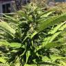 семена конопли в фирменной упаковке Northern Light feminised Nirvana Seeds