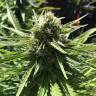 семена конопли интернет магазин Northern Light feminised Nirvana Seeds