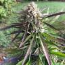 семена сортовой конопли Northern Light feminised Nirvana Seeds