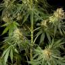 заказ семян конопли Amnesika 2.0 feminised Philosopher Seeds