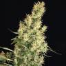 где заказать семена конопли Kali Mist feminised Serious Seeds