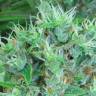 семена конопли наложенным платежом Kali Mist feminised Serious Seeds