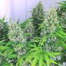 семена конопли почтой Kali Mist feminised Serious Seeds
