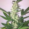 семена конопли гидропоники Auto New York Diesel feminisedGanjaLive Seeds