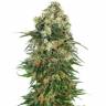 автоцветущие семена конопли Auto Skunk feminised