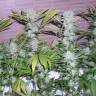 семена конопли гидропоники Northern Lights x Chronic feminised