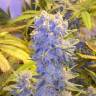 семена конопли дешево Northern Lights x Chronic feminised