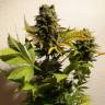 семена культурной конопли купить Ganesh regular Mandala Seeds
