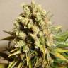 семена конопли Россия Ganesh regular Mandala Seeds
