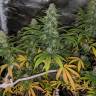 семена конопли феминизированные Papaya feminised Nirvana Seeds