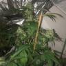 урожайные семена конопли Papaya feminised Nirvana Seeds