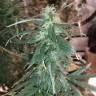 заказать качественные семена конопли Black Bomb feminised Philosopher Seeds