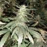 заказать на сайте семена конопли Black Bomb feminised Philosopher Seeds