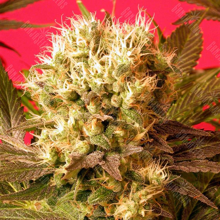 заказать качественные семена конопли Motavation feminised Serious Seeds