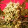 заказать качественные семена конопли Motavation feminised Serious Seeds