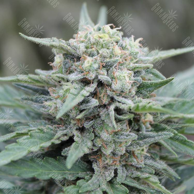 Семена конопли Auto Lemon Skunk feminised GanjaLiveSeeds Семена конопли Auto Lemon Skunk feminised GanjaLiveSeeds