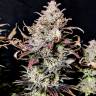 Семена конопли Mimosa feminised Ganja Seeds