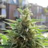 семена конопли с доставкой Northern Lights x Skunk feminised