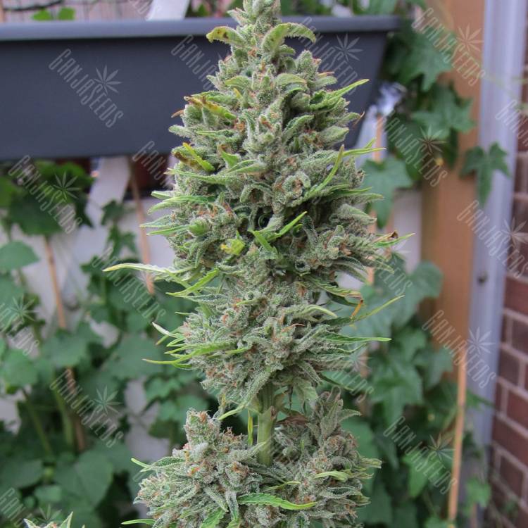 мощные семена конопли Northern Lights x Skunk feminised