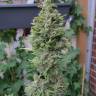 мощные семена конопли Northern Lights x Skunk feminised