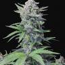 Auto Super Lemon Haze feminised Ganja Seeds