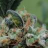 заказ семян конопли Москва Blueberry Cheesecake feminised Female Seeds