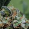 заказ семян конопли Спб Blueberry Cheesecake feminised Female Seeds
